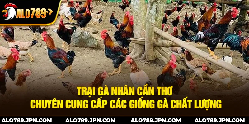 Trại Gà Nhân Cần Thơ: Chuyên cung cấp giống gà chất lượng 1 Trại Gà Nhân Cần Thơ: Chuyên cung cấp giống gà chất lượng