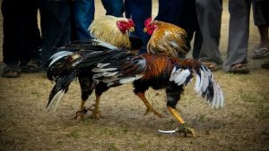 Đá gà cựa sắt ăn tiền – Tổng hợp cách chơi đá gà hay nhất 1 Đá gà cựa sắt ăn tiền – Tổng hợp cách chơi đá gà hay nhất
